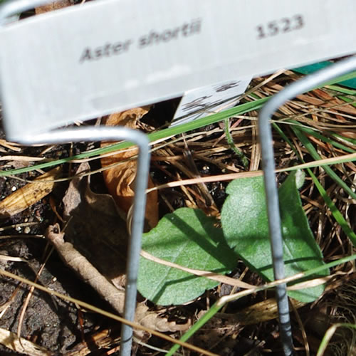 Aster shortii